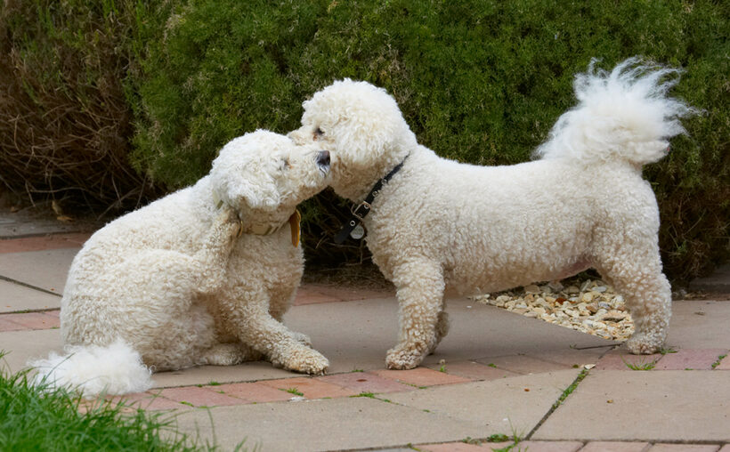 Bichon Frise, Dillon, Dog, Dogs, Leo, Tongue