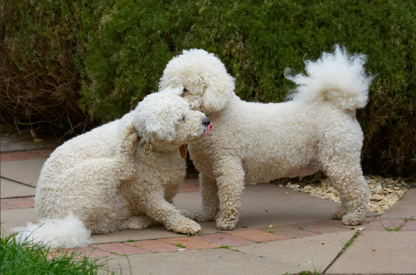 Bichon Frise, Dillon, Dog, Dogs, Leo, Tongue