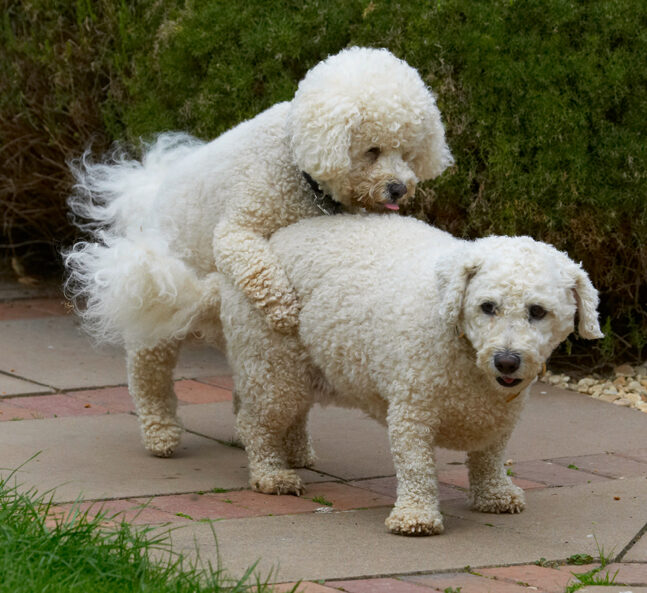 Bichon Frise, Dillon, Dog, Dogs, Leo, Tongue