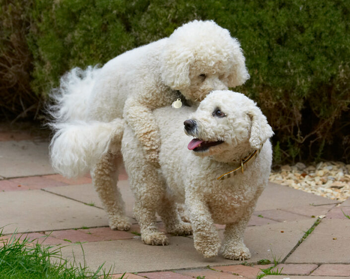 Bichon Frise, Dillon, Dog, Dogs, Leo, Tongue