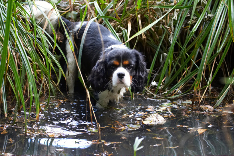Dog, Dogs, Jasper, King Charles Spaniel, Spaniels, Tongue