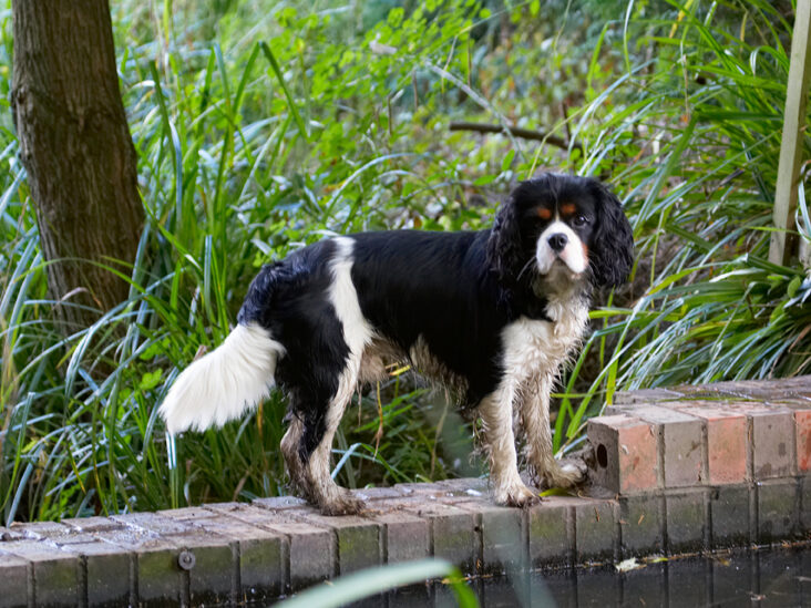 Dog, Dogs, Jasper, King Charles Spaniel, Spaniels, Tongue