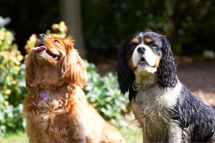 Dog, Dogs, Jasper, King Charles Spaniel, Ruby, Spaniels, Tongue