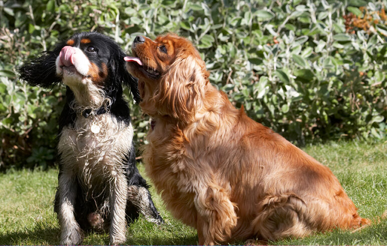 Dog, Dogs, Jasper, King Charles Spaniel, Ruby, Spaniels, Tongue