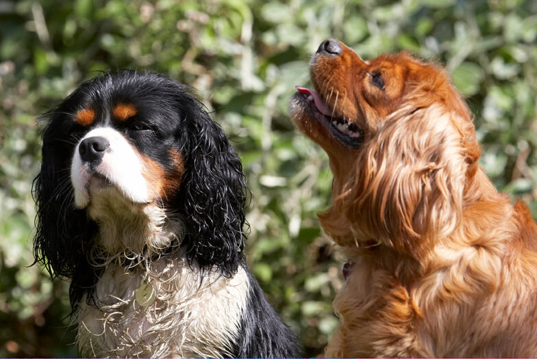 Dog, Dogs, Jasper, King Charles Spaniel, Ruby, Spaniels, Tongue