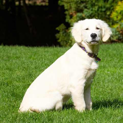 Dog, Dogs, Golden Retriever, Lily, Tongue