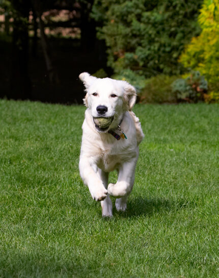 Dog, Dogs, Golden Retriever, Lily, Tongue