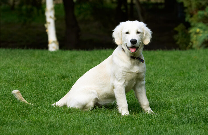 Dog, Dogs, Golden Retriever, Lily, Tongue