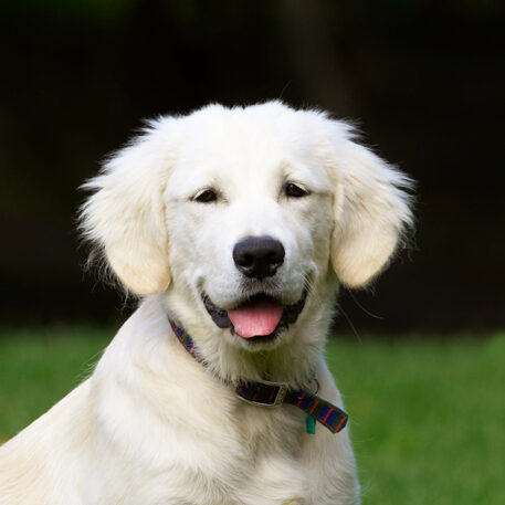 Dog, Dogs, Golden Retriever, Lily, Tongue