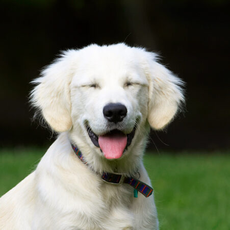 Dog, Dogs, Golden Retriever, Lily, Tongue