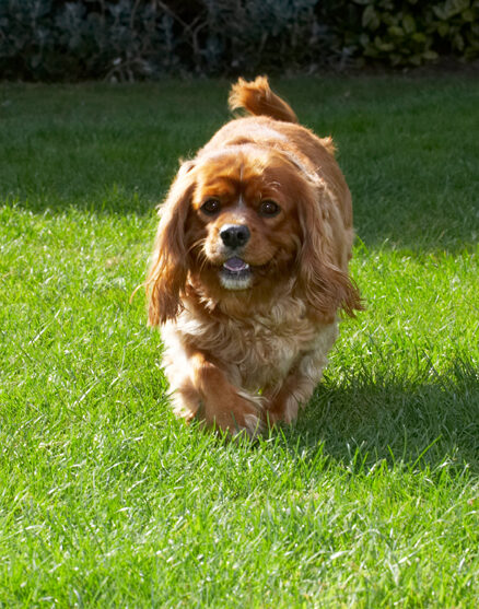 Dog, Dogs, King Charles Spaniel, Ruby, Spaniels