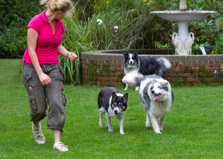 Border Collie, Collies, Dog, Dogs, Joseph, Laura, Polly, Tessa