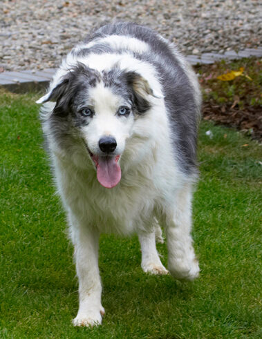 Border Collie, Collies, Dog, Dogs, Joseph, Tongue