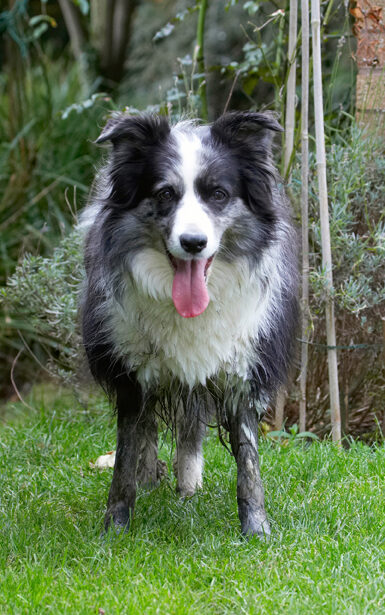 Border Collie, Collies, Dog, Dogs, Polly, Tongue