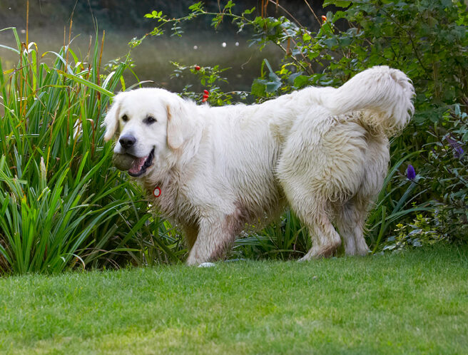 Bramley, Dog, Dogs, Golden Retriever, Retrievers