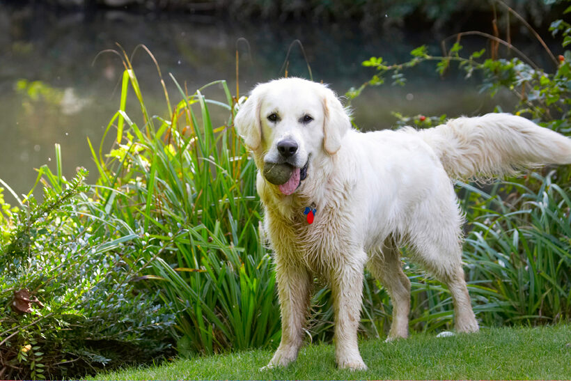 Ball, Bramley, Dog, Dogs, Golden Retriever, Retrievers, Tongue