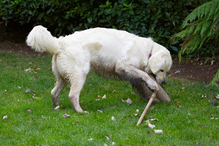 Bramley, Dog, Dogs, Golden Retriever, Retrievers