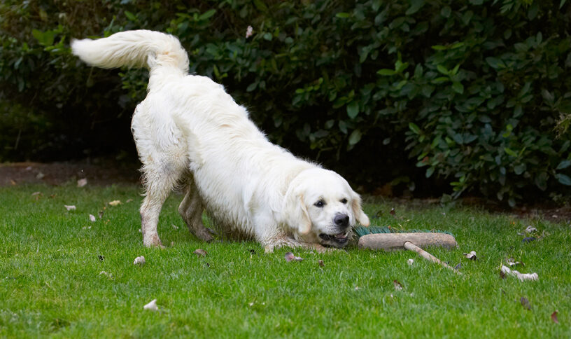 Bramley, Dog, Dogs, Golden Retriever, Retrievers