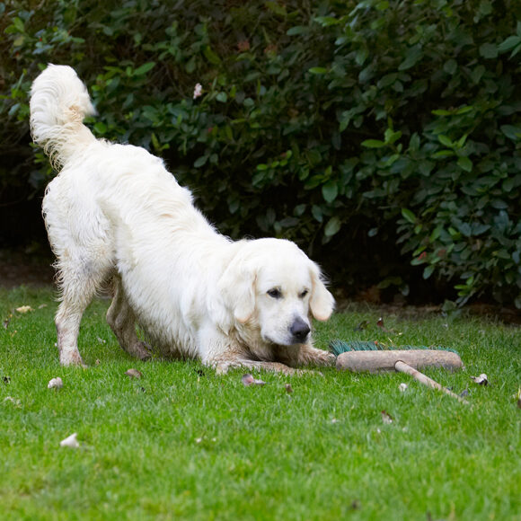 Bramley, Dog, Dogs, Golden Retriever, Retrievers