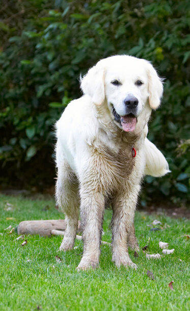 Bramley, Dog, Dogs, Golden Retriever, Retrievers, Tongue