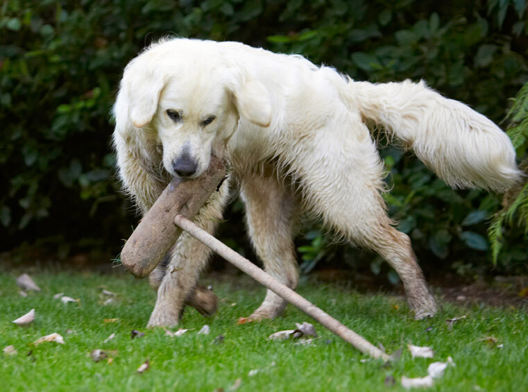 Bramley, Dog, Dogs, Golden Retriever, Retrievers