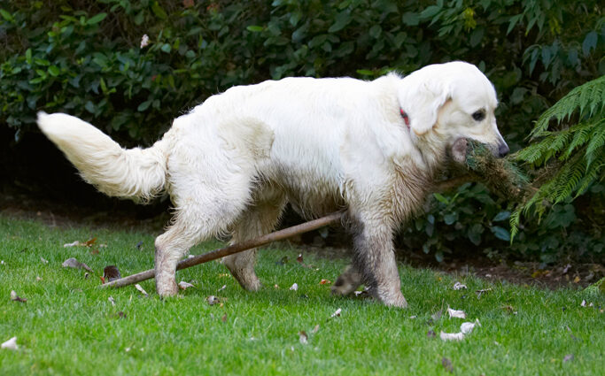 Bramley, Dog, Dogs, Golden Retriever, Retrievers