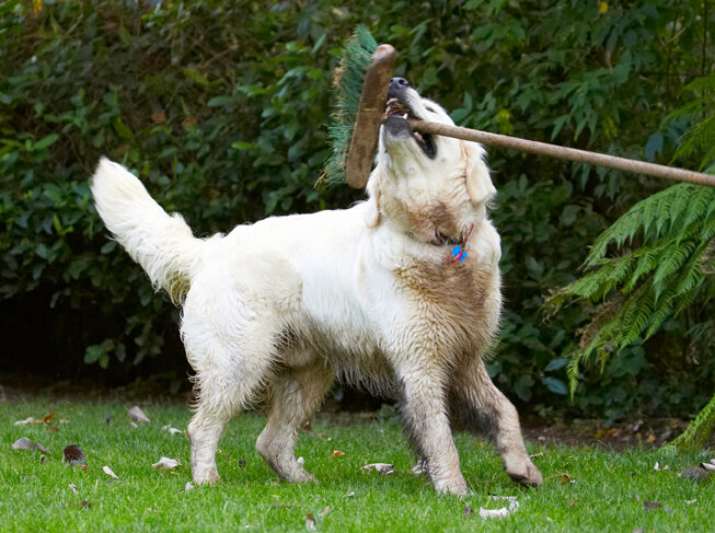 Bramley, Dog, Dogs, Golden Retriever, Retrievers