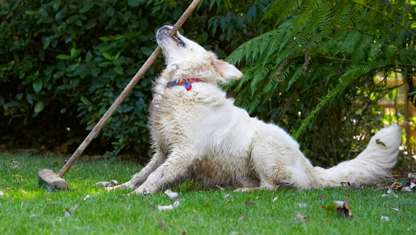 Bramley, Dog, Dogs, Golden Retriever, Retrievers