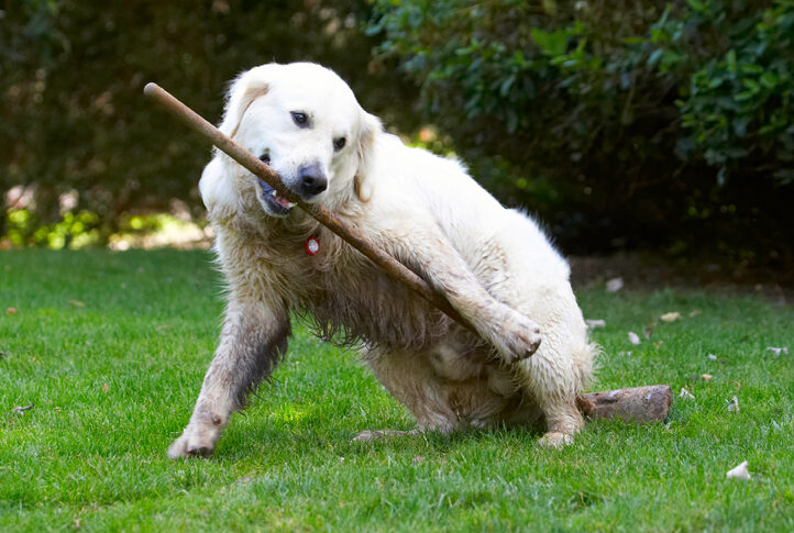 Bramley, Dog, Dogs, Golden Retriever, Retrievers