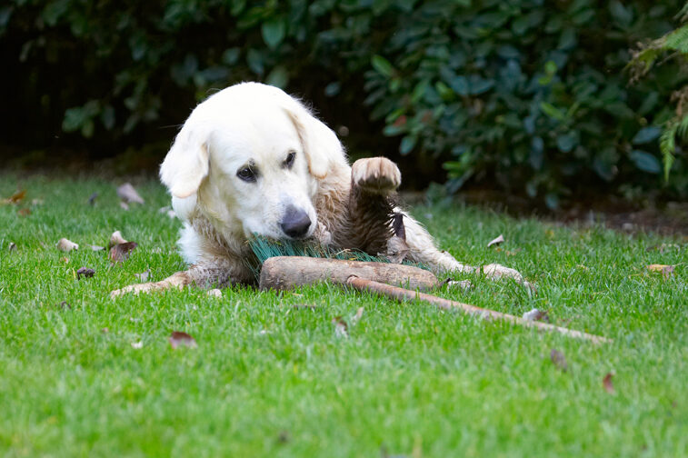 Bramley, Dog, Dogs, Golden Retriever, Retrievers