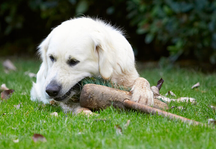 Bramley, Dog, Dogs, Golden Retriever, Retrievers