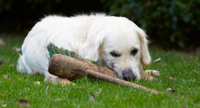 Bramley, Dog, Dogs, Golden Retriever, Retrievers