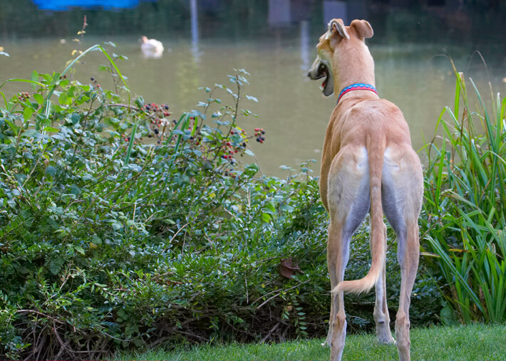 Dog, Dogs, Duck, Greyhound, Mr Laurel, Pond
