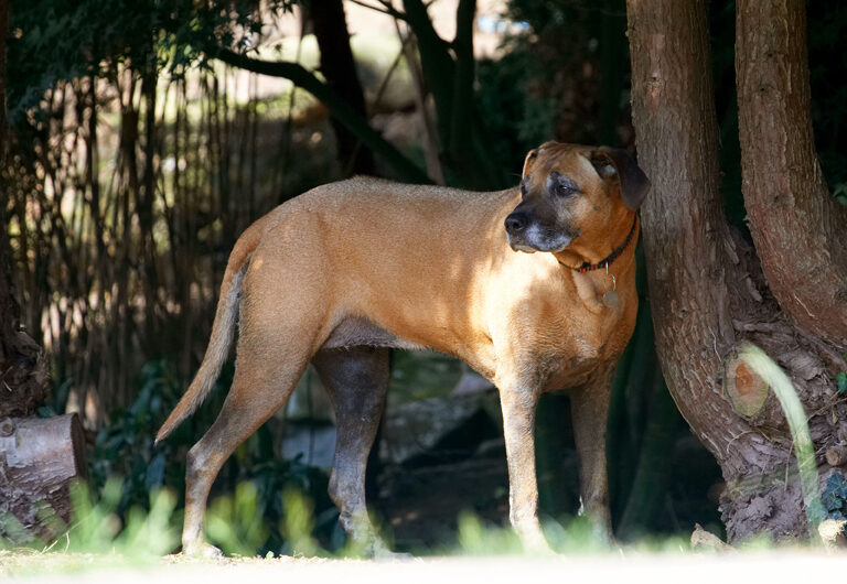 Dog, Dogs, Hingi, Nymal, Rhodesian Ridgeback, Ridgebacks