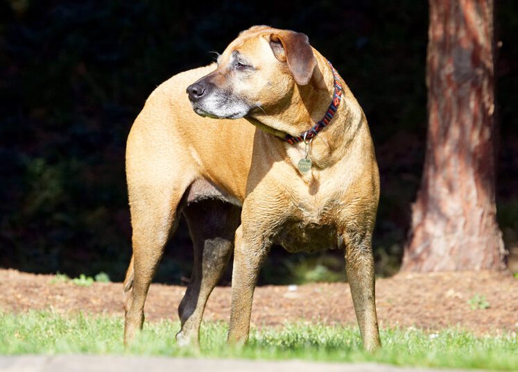 Dog, Dogs, Hingi, Nymal, Rhodesian Ridgeback, Ridgebacks