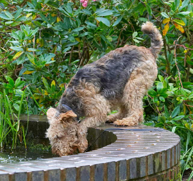 Airedale Terrier, Dog, Dogs, Molly, Terriers