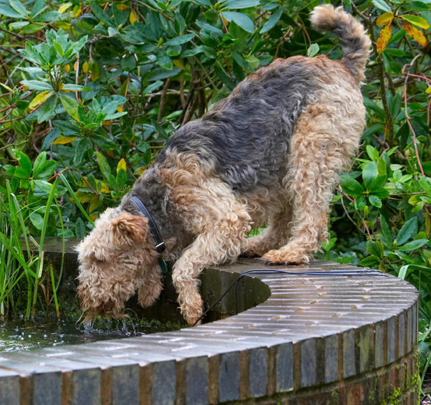 Airedale Terrier, Dog, Dogs, Molly, Terriers