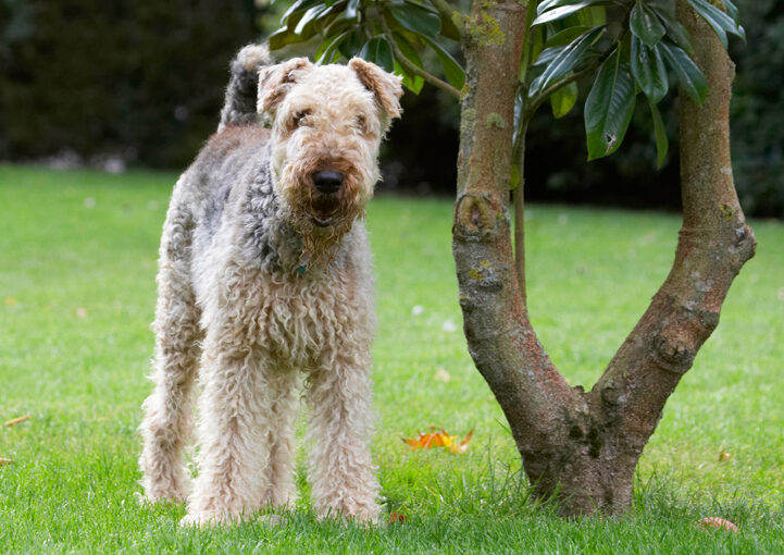 Airedale Terrier, Dog, Dogs, Ralf, Terriers