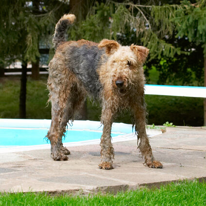 Airedale Terrier, Dog, Dogs, Molly, Terriers