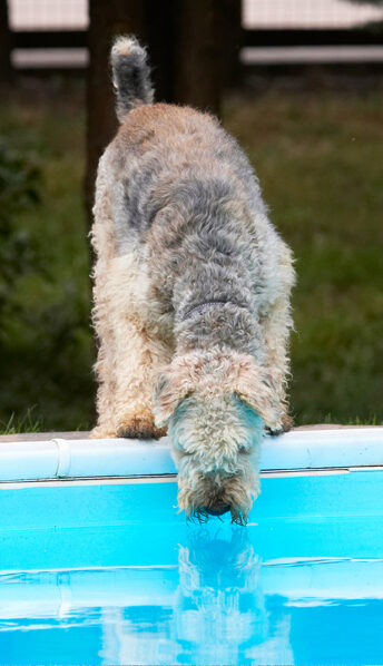 Airedale Terrier, Dog, Dogs, Molly, Ralf, Terriers