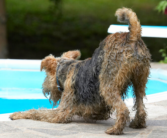 Airedale Terrier, Dog, Dogs, Molly, Terriers