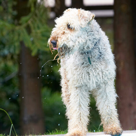 Airedale Terrier, Dog, Dogs, Molly, Ralf, Terriers