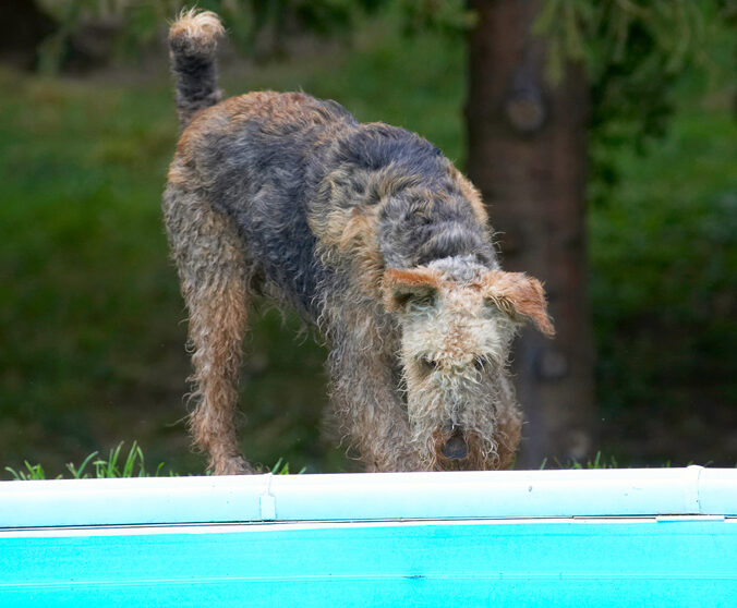 Airedale Terrier, Dog, Dogs, Molly, Terriers