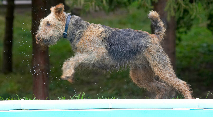 Airedale Terrier, Dog, Dogs, Molly, Terriers