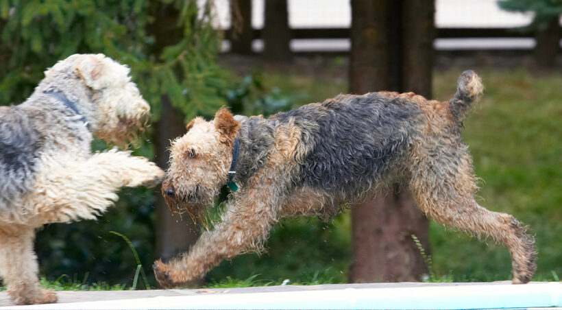 Airedale Terrier, Dog, Dogs, Molly, Ralf, Terriers