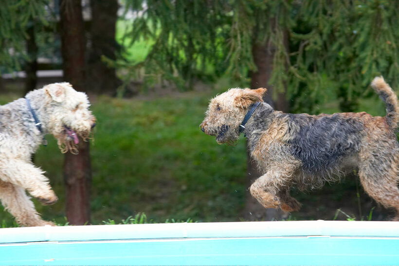 Airedale Terrier, Dog, Dogs, Molly, Ralf, Terriers