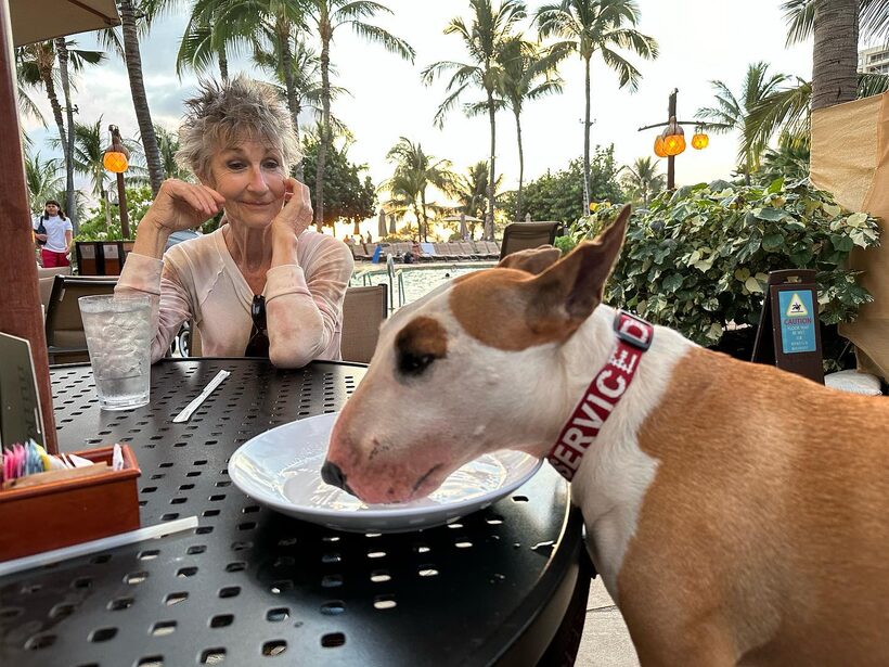 Ka Lā Bull Terrier