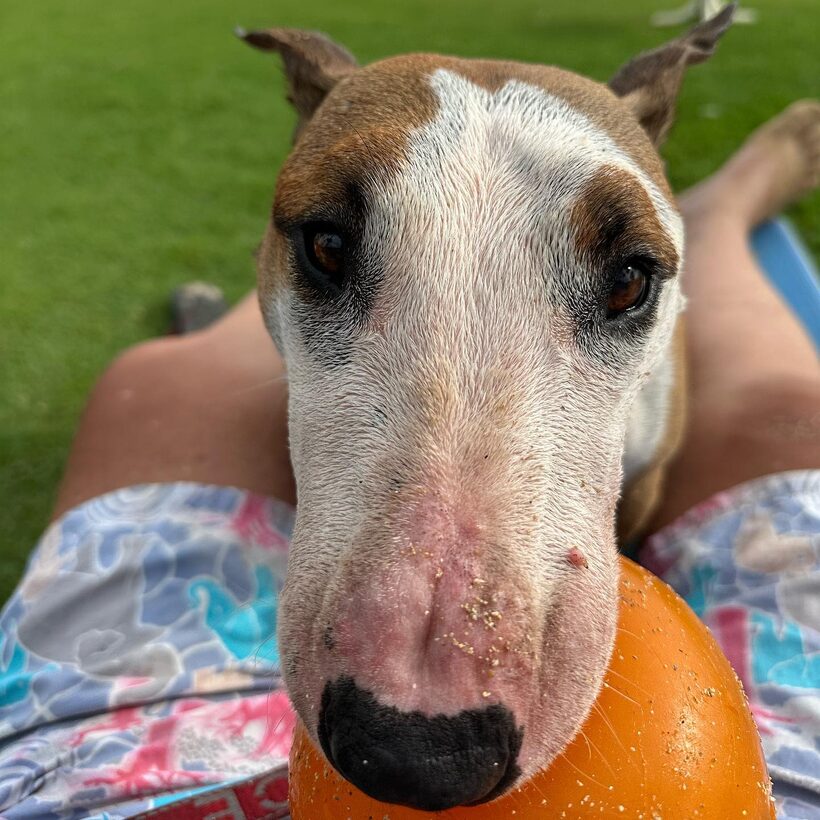 Ka Lā Bull Terrier