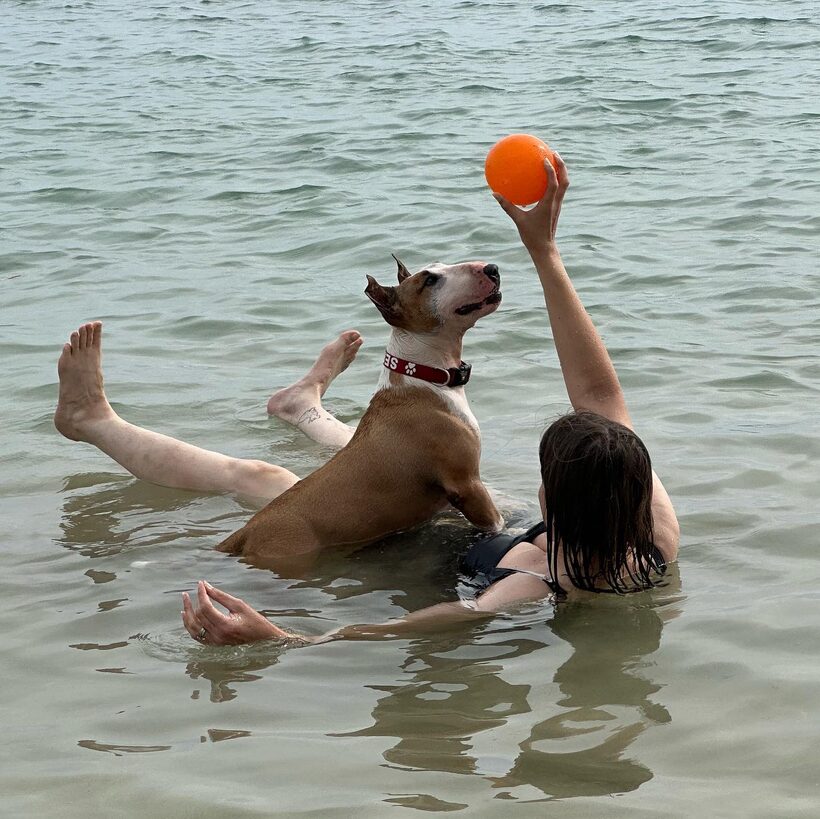 Ka Lā Bull Terrier