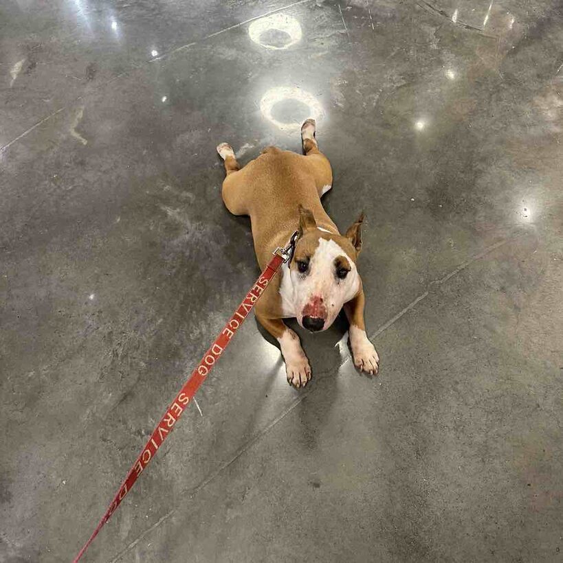 Ka Lā Bull Terrier